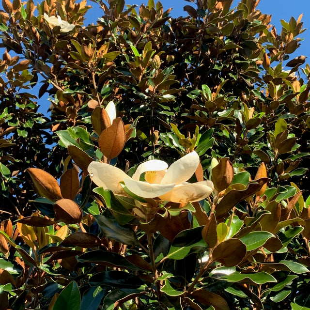 Sweet Magnolia Tree Seeds