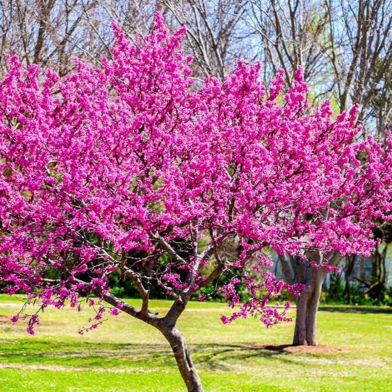 Eastern Redbud Tree Seeds