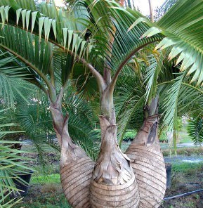 Bottle Palm Tree Seeds