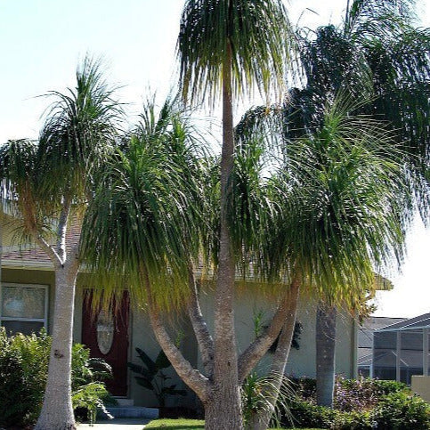 Ponytail Palm Tree Seeds