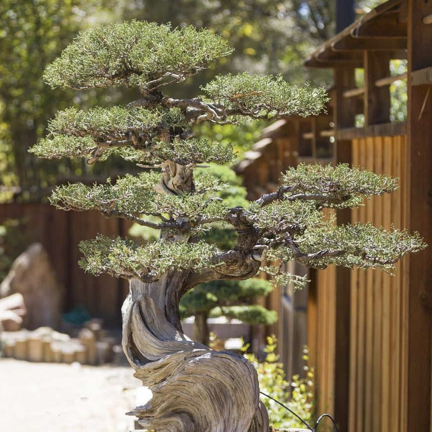 Eastern Red Cedar Tree Seeds