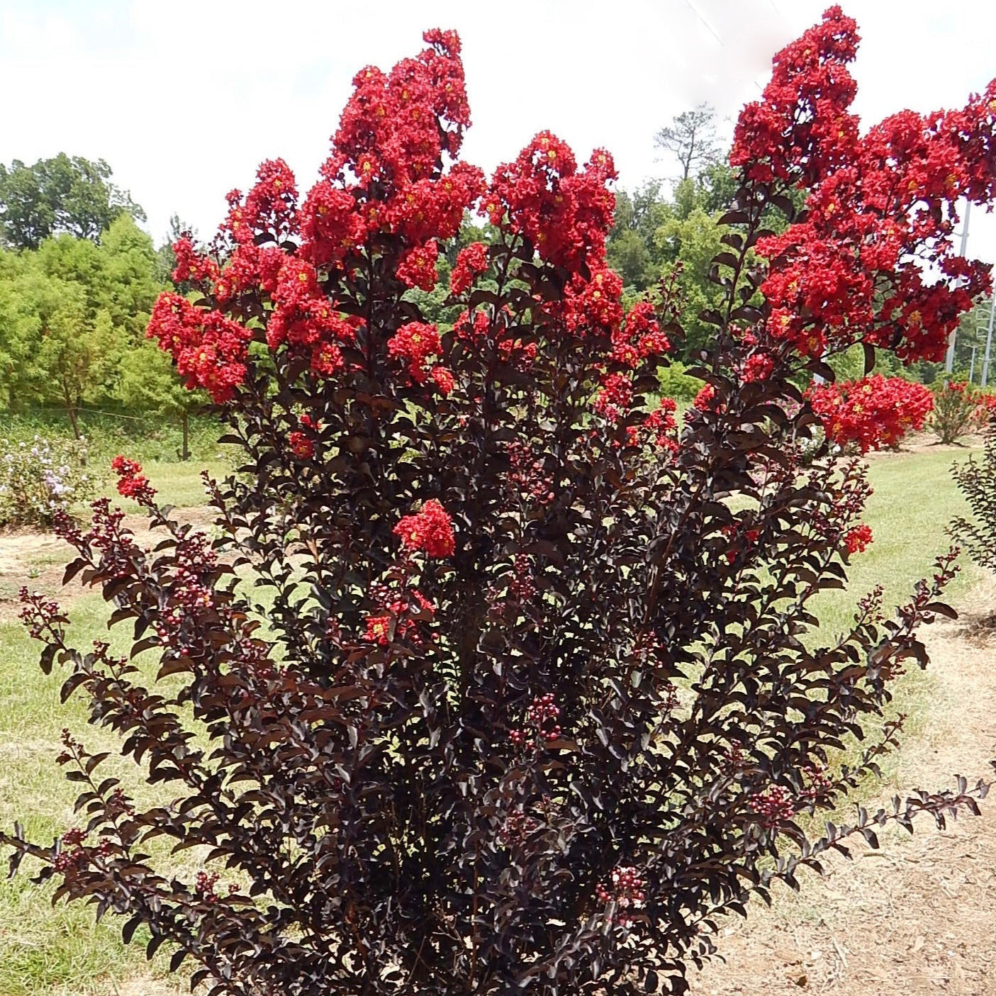 Black Diamond Crepe Myrtle Tree Seeds