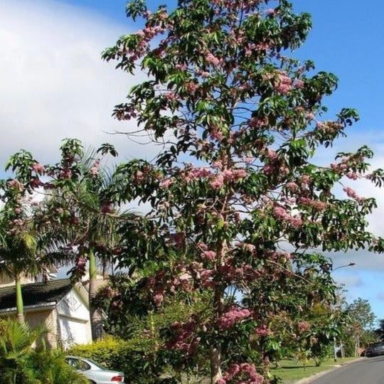 Pink Euodia Doughwood Tree Seeds