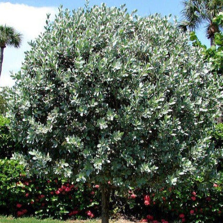 buttonwood bonsai tree for sale Silver Buttonwood Tree Seeds – Garden & Glimmer