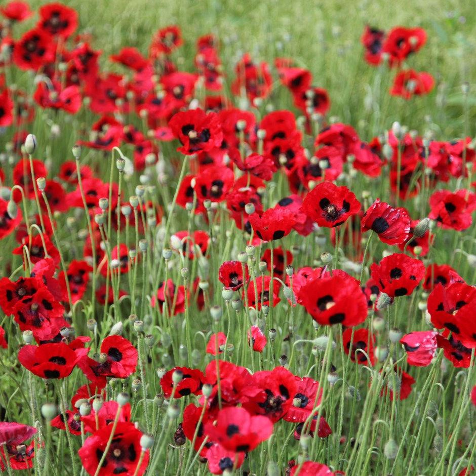 Lady Bird Poppy Flower Seeds