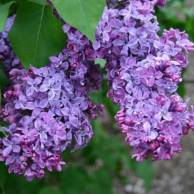 Common Lilac Tree Seeds