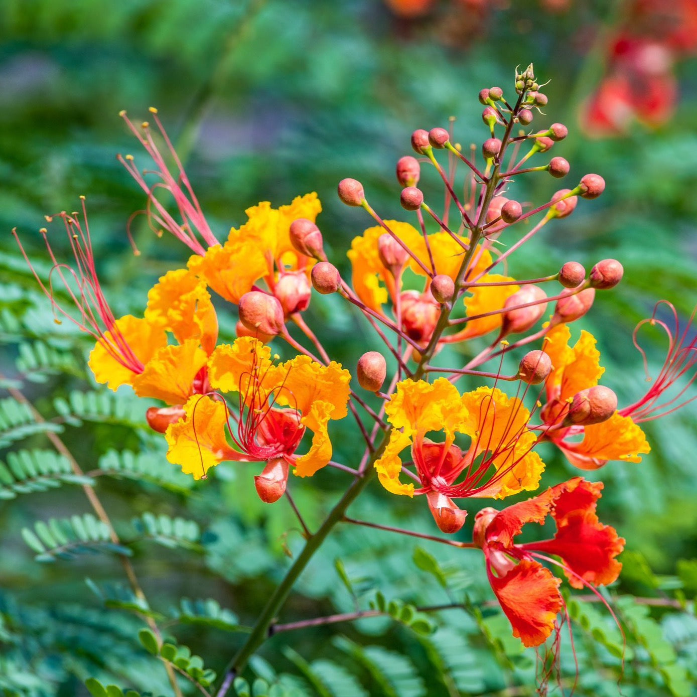 Pride of Barbados/Mexican Red Bird of Paradise Plant Seeds