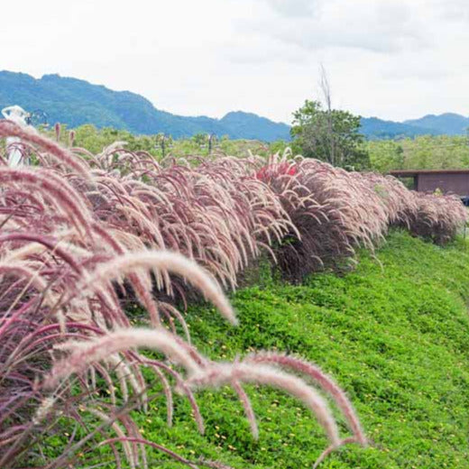 Red Fountain Ornamental Grass Seeds