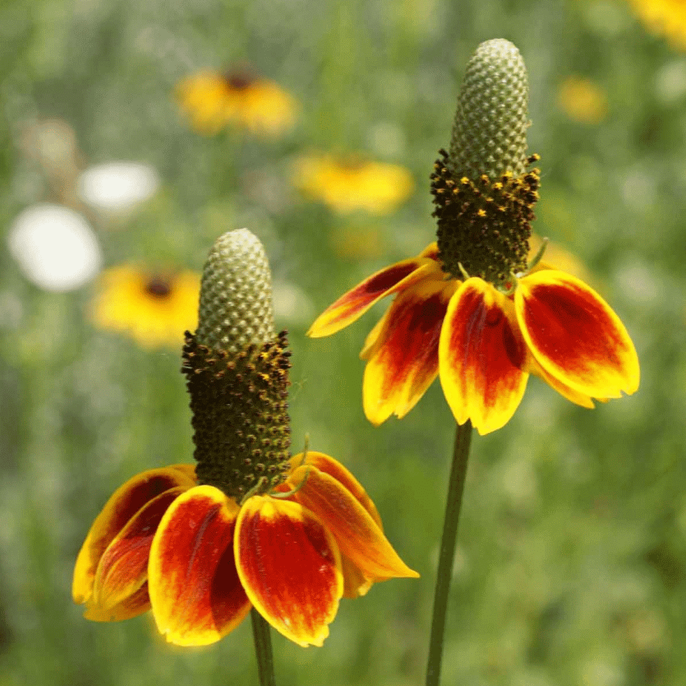 Mexican Hat Flower Seeds