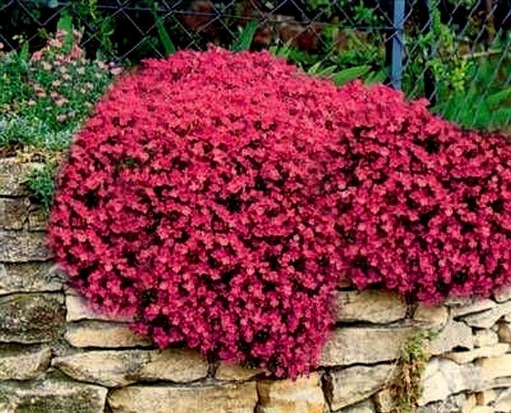 Red Rock Cress Ornamental Groundcover Seeds