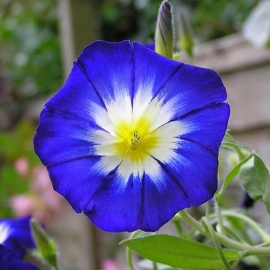 Royal Ensign Morning Glory Plant Seeds