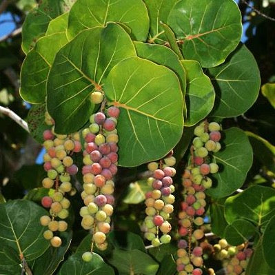grape seeds for planting Sea Grape Tree Seeds – Garden & Glimmer