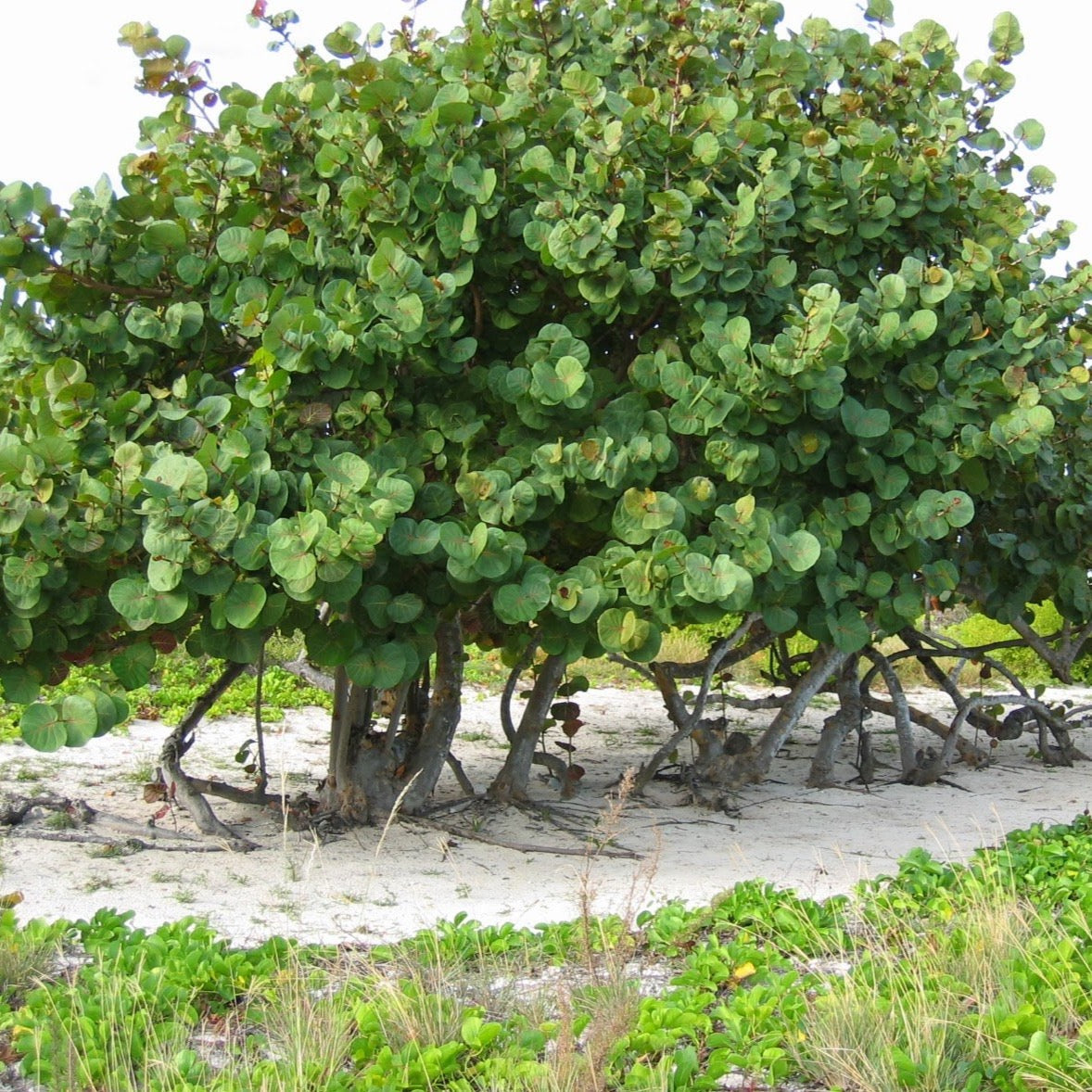 Sea Grape Tree Seeds