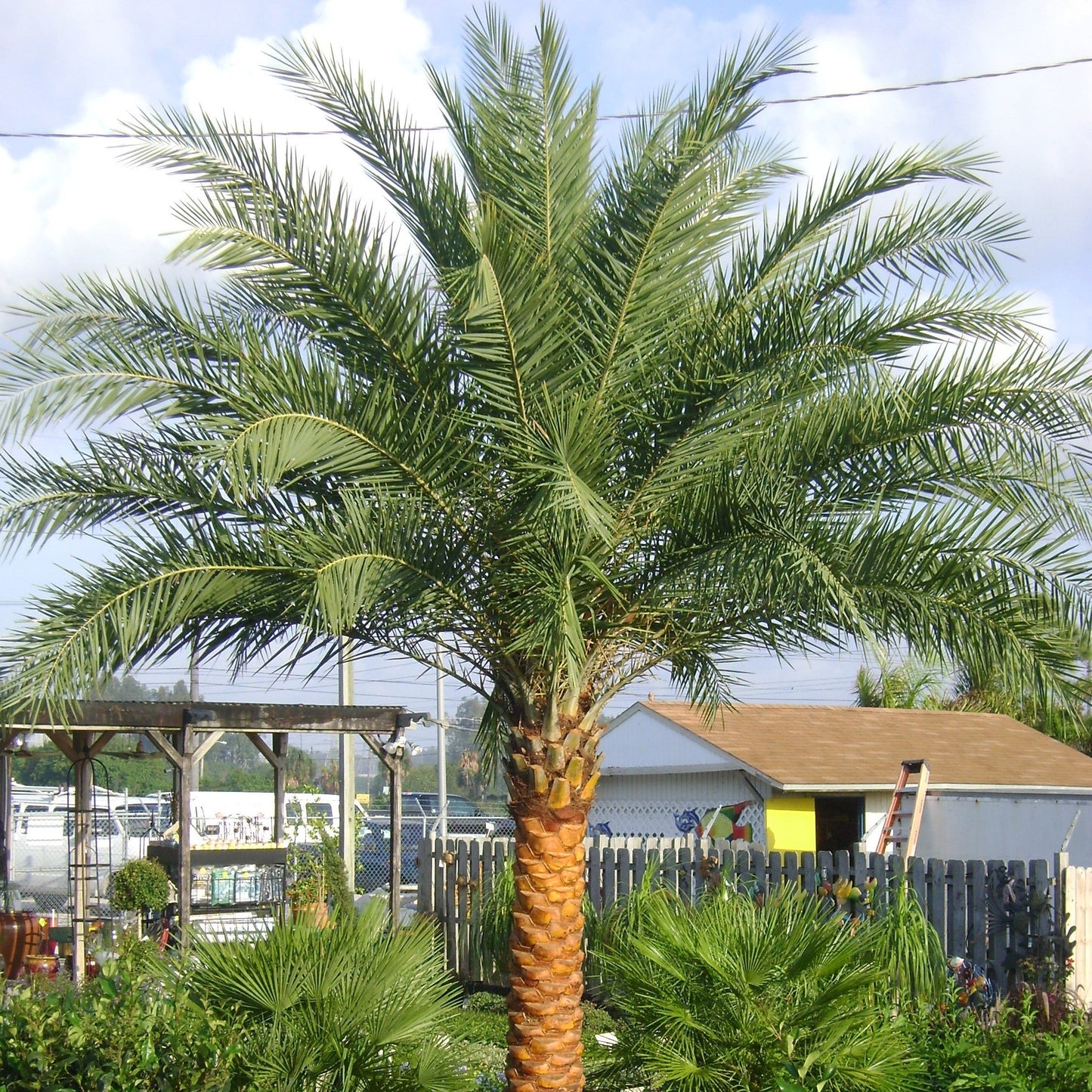 Sylvester Palm Tree