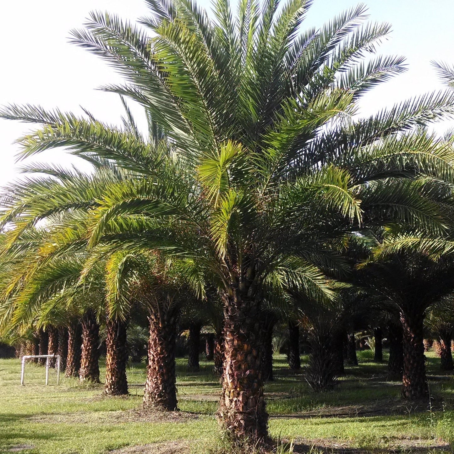 Sylvester Palm Tree