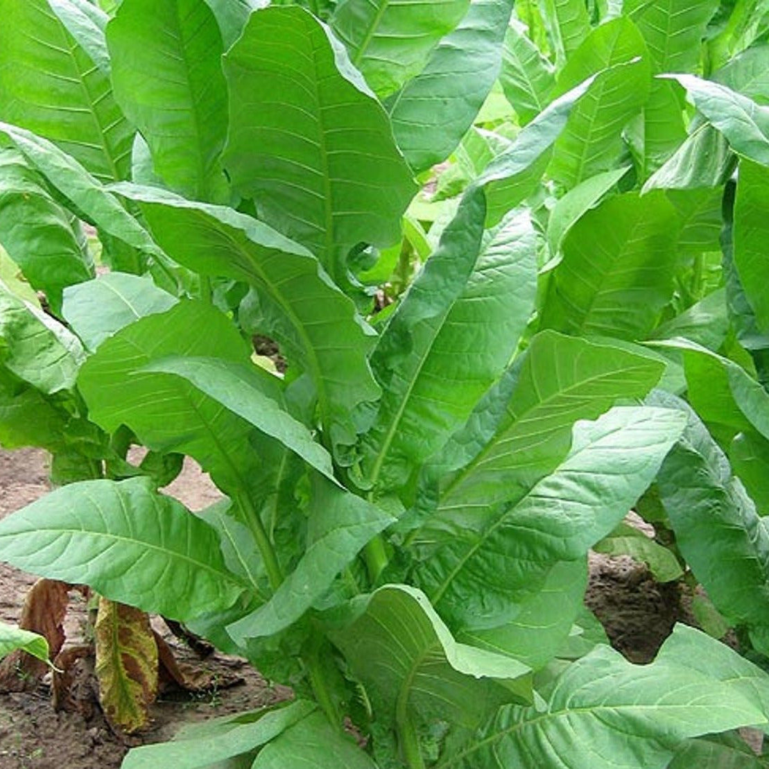 Havana 608 Tobacco Plant Seeds