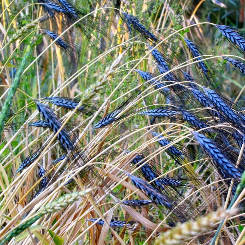 Utrecht Blue Wheat Ornamental Grass Seeds
