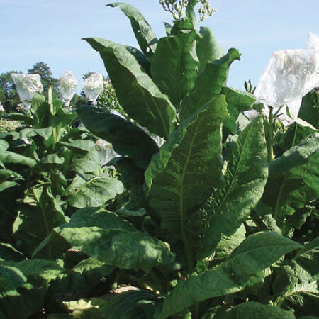 Virginia Gold Tobacco Plant Seeds