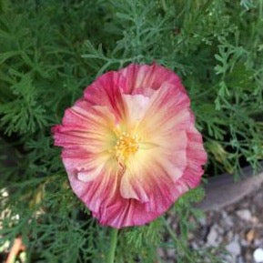 Watermelon Poppy