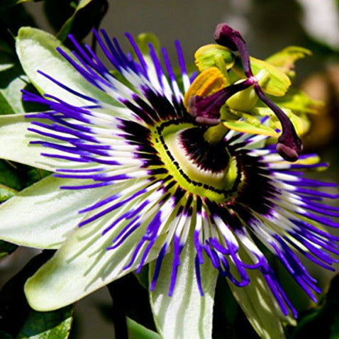 Blue Crown Passion Flower Seeds