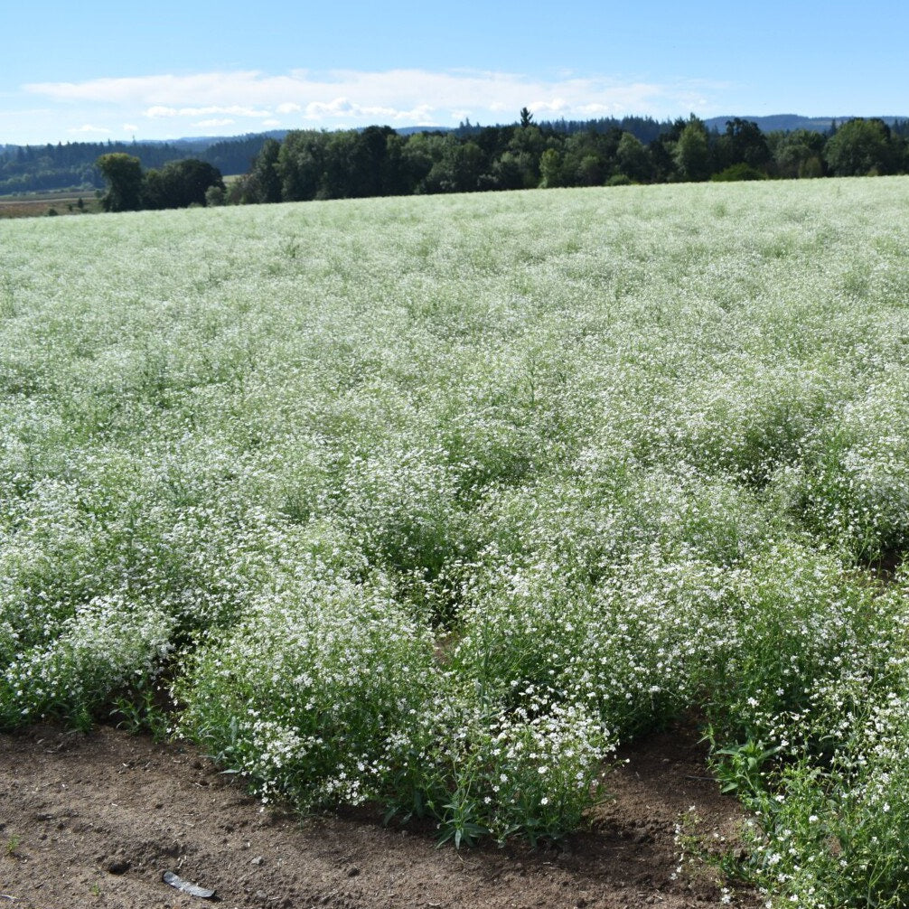 Baby's Breath (Gypsophila) Flower Seeds