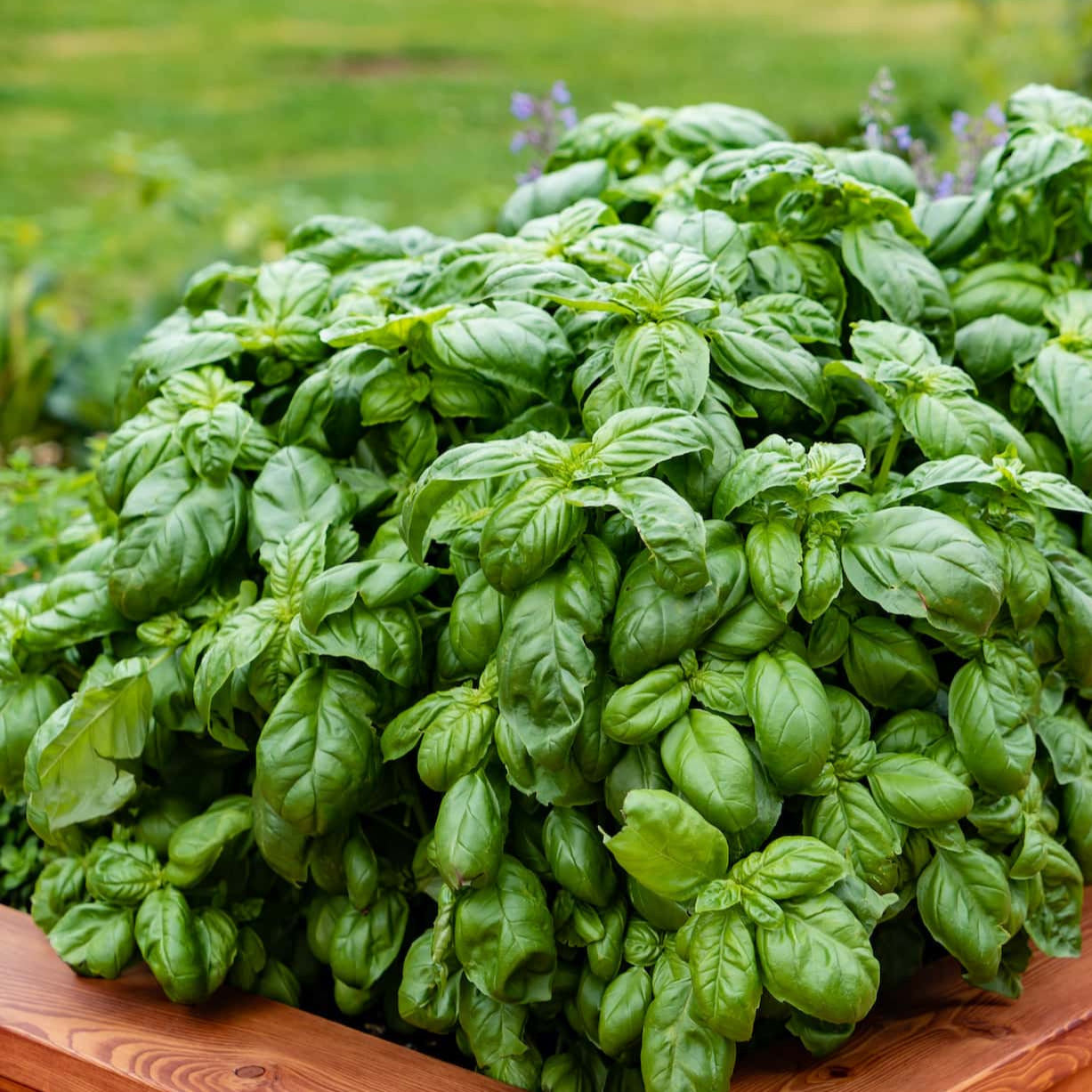 Organic Basil Plant Seeds