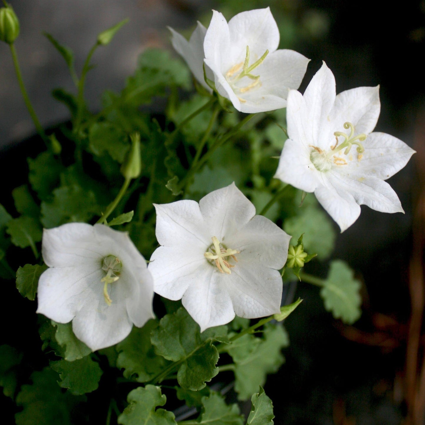 Bellflower Plant Seeds