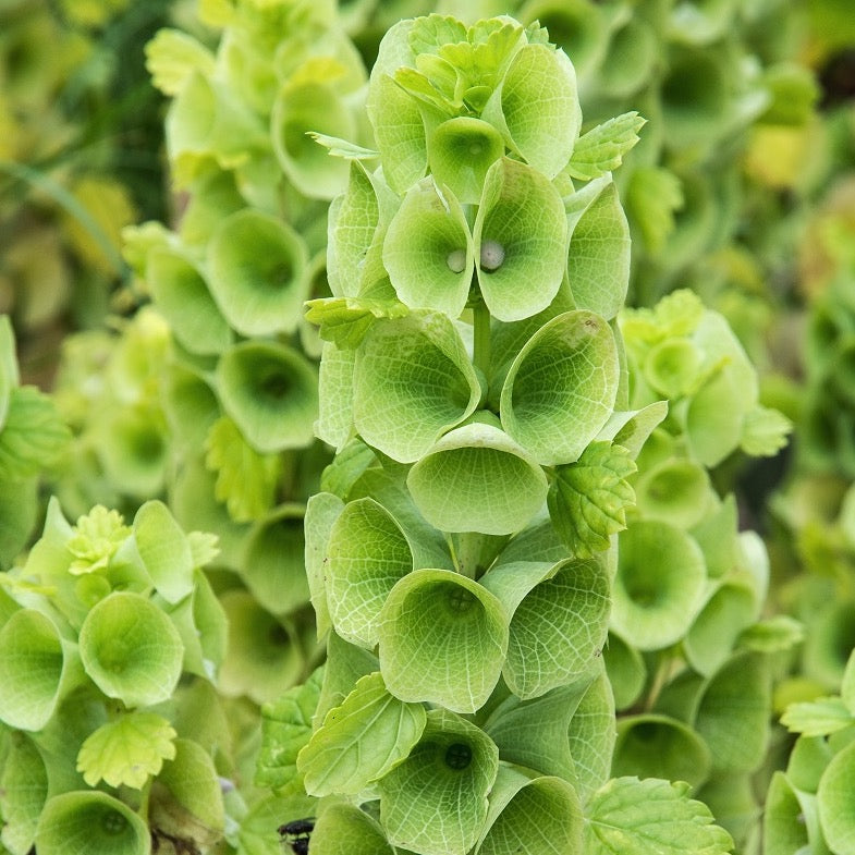 Bells of Ireland Plant Seeds
