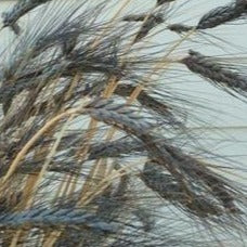 Black Knight Ornamental Grass
