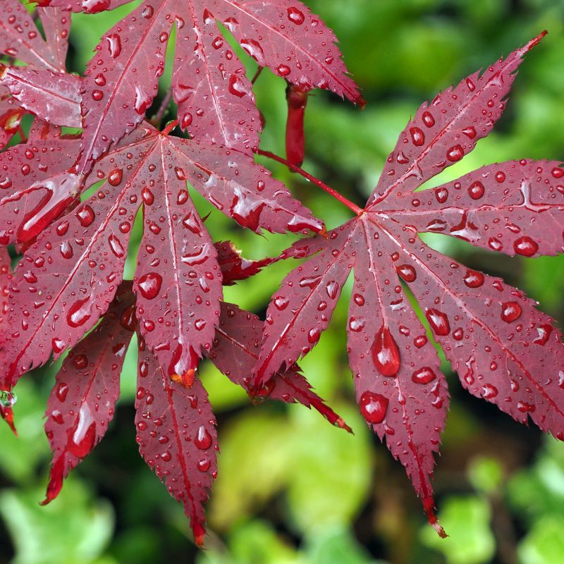 Bloodgood Japanese Maple Tree Seeds