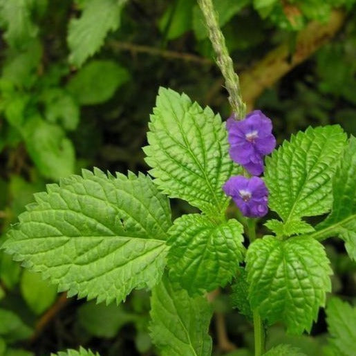 Blue Porterweed Plant Seeds