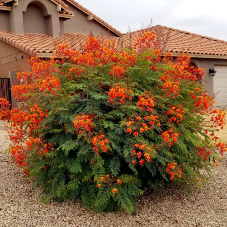 Pride of Barbados/Mexican Red Bird of Paradise Plant Seeds