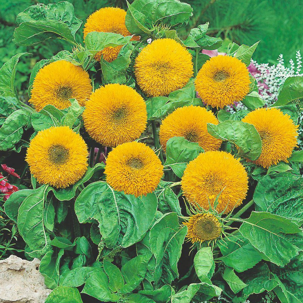 Dwarf Teddy Bear Sunflower Plant Seeds