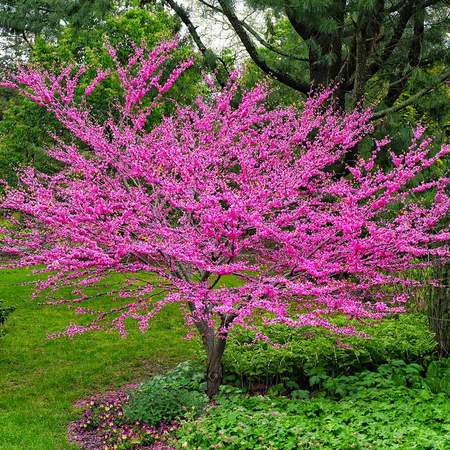 Eastern Redbud Tree Seeds