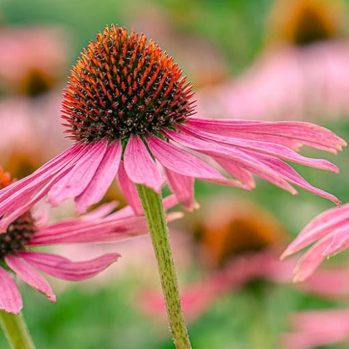 Echinacea Purple Coneflower Seeds