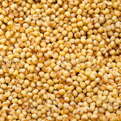 Foxtail Millet Ornamental Grass Seeds