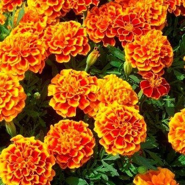 Dwarf French Marigold Flower Seeds