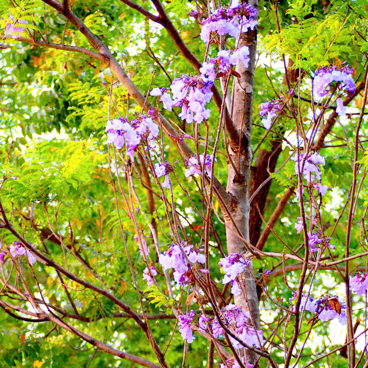 Royal Princess Tree Seeds