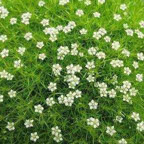 Irish Moss Ornamental Groundcover Plant Seeds