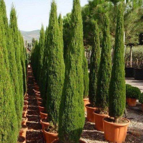 Italian Cypress Tree Seeds