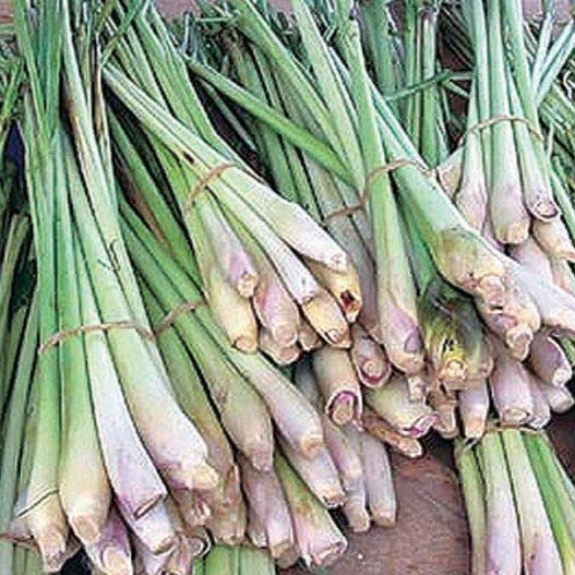 Lemongrass Seeds