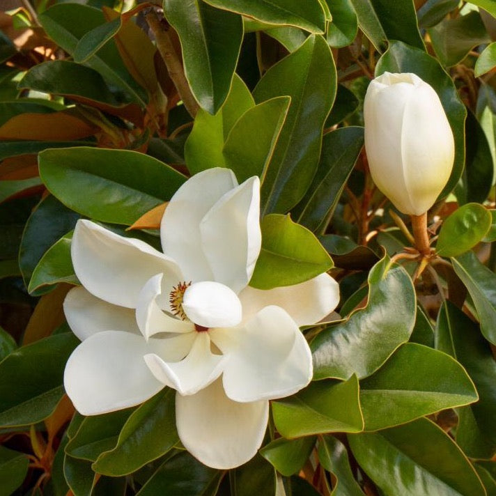 Sweet Magnolia Tree Seeds
