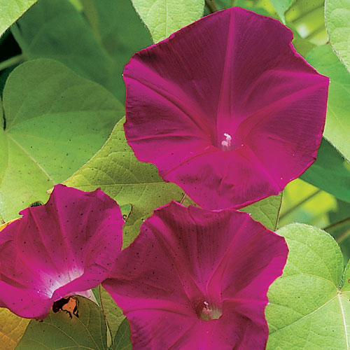 Scarlet O'Hara Morning Glory Plant Seeds