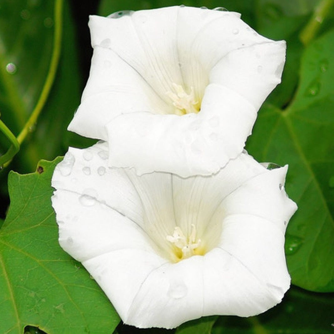 Morning Glory - Pearly Gates