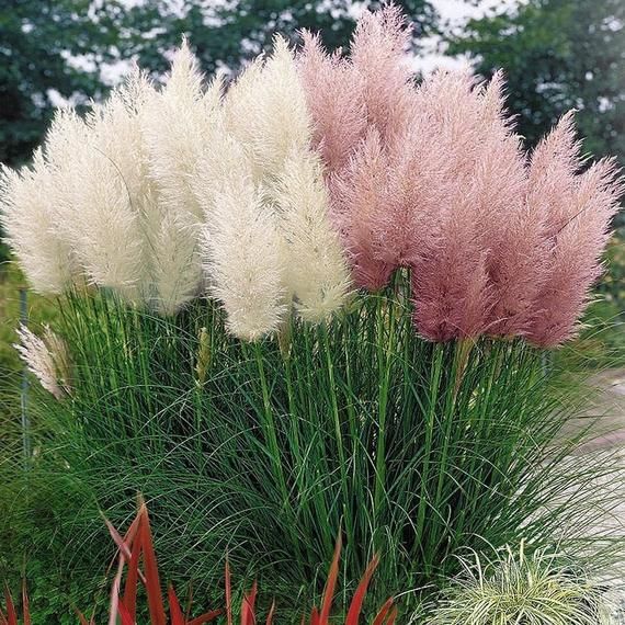 Pampas Ornamental Grass Seeds (White & Pink Mix)