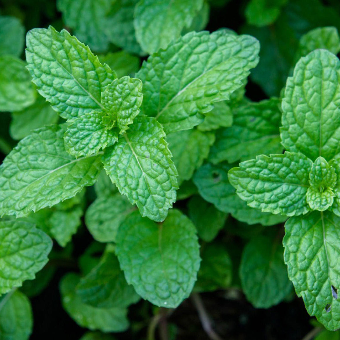 Organic Peppermint Plant Seeds