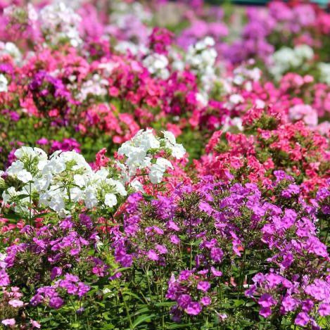 Phlox "Beauty Dwarf" Flower Seeds