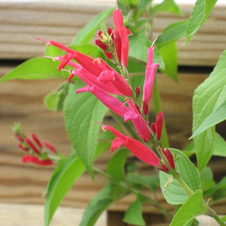 pineapple sage plant near me Pineapple Sage – Garden & Glimmer
