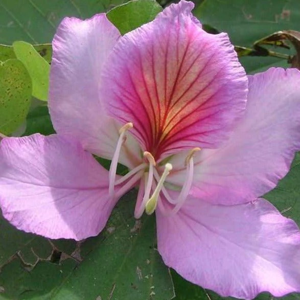 Pink Orchid Tree Seeds