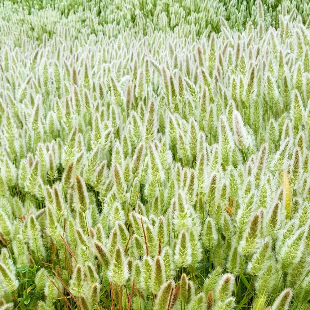 Rabbit's Foot Ornamental Grass Seeds